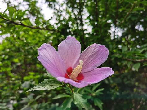 木槿 花期